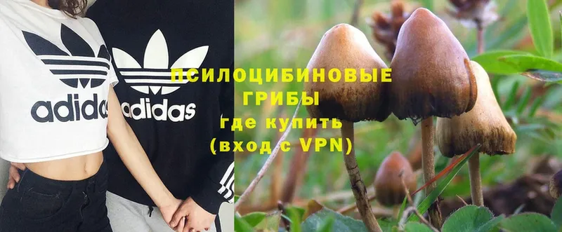 магазин    Петровск-Забайкальский  Псилоцибиновые грибы Magic Shrooms 